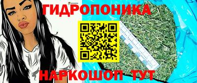крисы Новодвинск